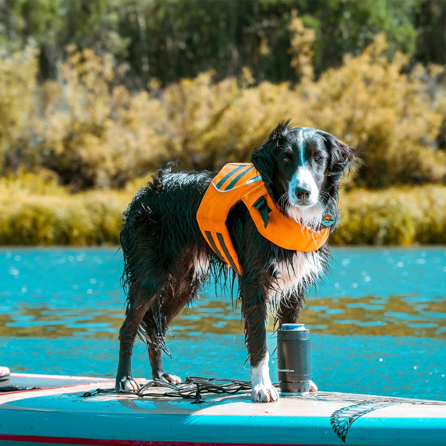 Dog in life jacket on a SUP with a can cooler attached to the board using a mini disc locking base.