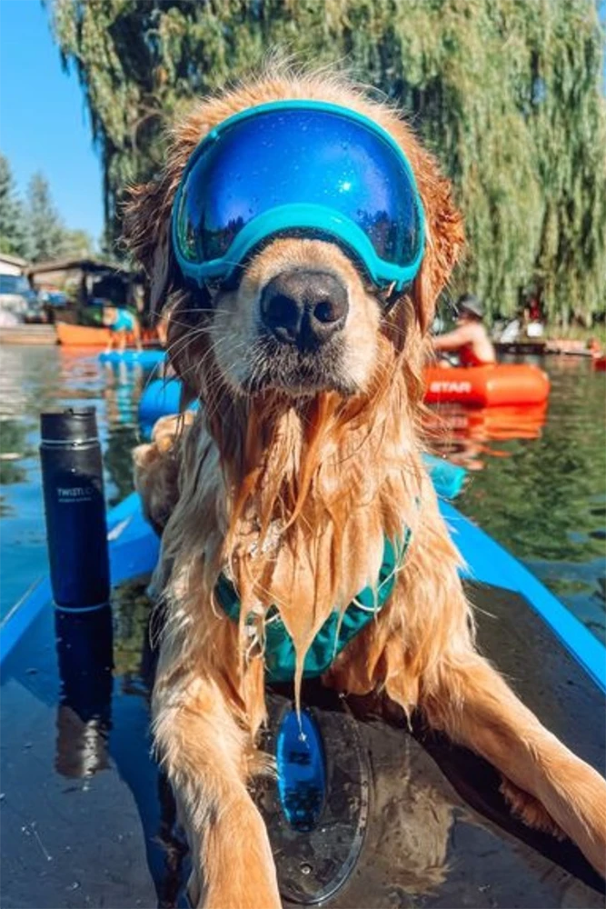 Golden retriever wearing goggles on a paddle board with an attachable beverage mount.